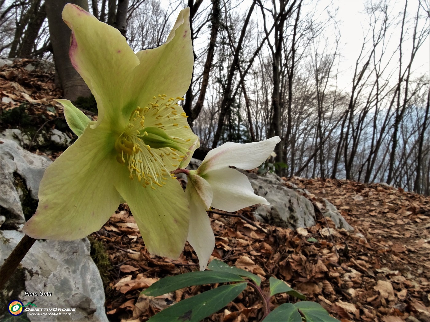 64 Rose di Natale - Ellebori - (Helleborus niger).JPG